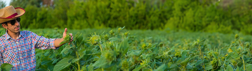 Field sunflowers farmer in the field. Selective focus.