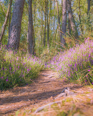 Merlin's Forest, Broc&eacute;liande