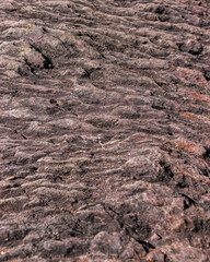 Texture of Merlin's Forest, Brocéliande