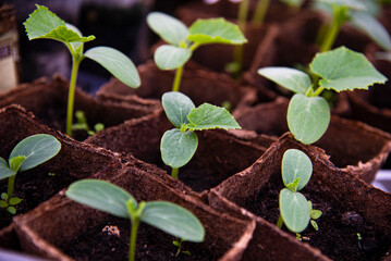 Young sprouts of garden cucumbers. Three-leaf seedlings. The peat pots filled with fertile dark soil. Planting vegetables at home or in green house. Growing from seeds. Healthy food prodcution.