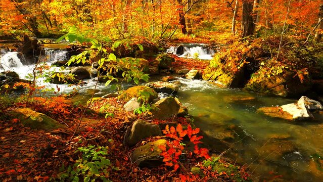 【秋】赤く紅葉した山の川で透明な水が流れる風景　青森県の奥入瀬渓流	