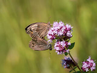 Meadow Brown Butterflies Mating on Marjoram Blossom 