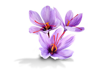 Fototapeta na wymiar Saffron is a spice derived from the flower of Crocus sativus, commonly known as the 