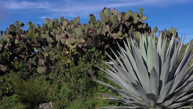 Toma de drone que muestra de cerca los aspectos de un maguey y nopalera.