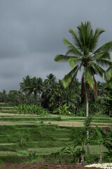 Fototapeta na wymiar rice terraces and tropical jungle