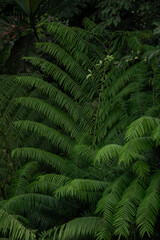 Palm trees, tropical forest, Bali landscape