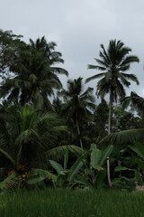 Fototapeta na wymiar Palm trees, tropical forest, Bali landscape