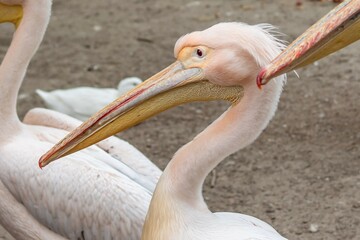 Close up Great white pelican, Pelecanus onocrotalus, eastern white pelican, rosy pelican or white pelican. Large water bird with long beak and a large throat pouch with beautiful pink feathers.