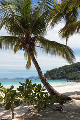 Coconut palm tree on the beach at Seychelles