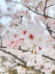 春の桜・春の訪れを感じる花