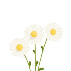 Daisy flowers