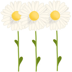 Daisy flowers