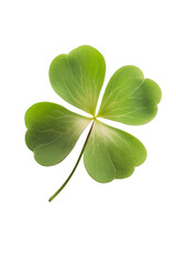 four leaf clover isolated on white background, transparent 
