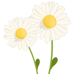 Daisy flowers