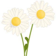 Daisy flowers