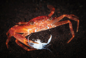 Сrab and prey.