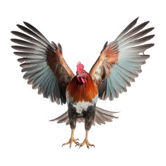 rooster isolated on transparent background cutout