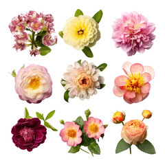 set of flowers isolated on transparent background cutout