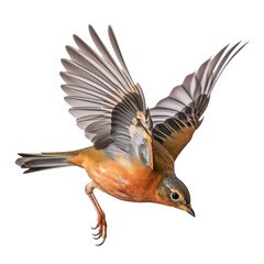 bird in flight isolated on transparent background cutout