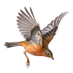 Selbstklebende Fototapeten bird in flight isolated on transparent background cutout © Papugrat