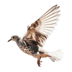 pigeon isolated on transparent background cutout