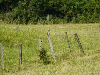 
Common buzzard on a paddock fence, (Buteo buteo) Accipitridae family. Hanover, Germany
