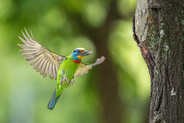 Barbet flying on the nest with insect for feeding