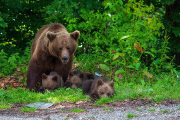 She-bear with 3 cubs at Trasfagarasan, Romania