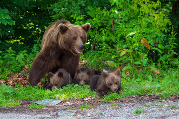 Bear family on the Transfagarasan, Romania