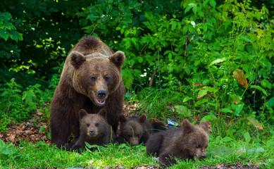 Fototapeta premium Bear with cub on the Transfagarasan in Romania