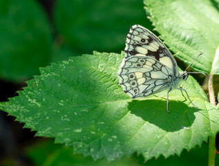 Melanargia galathea butterfly on leaf