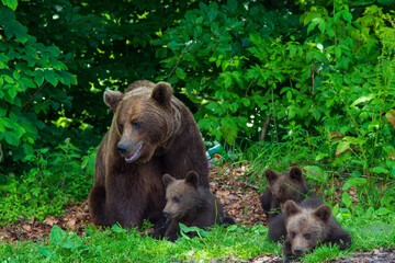 Fototapeta premium She-bear with 3 cubs at Trasfagarasan, Romania