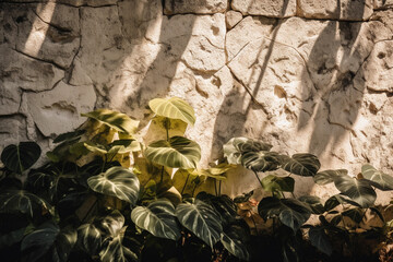 Eroded white stone concrete wall in beautiful foliage dappled sunlight of tropical leaf shadow