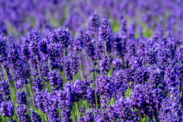 Naklejka premium lavender field blossom in the garden