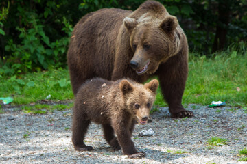 Bear with cub on the Transfagarasan in Romania