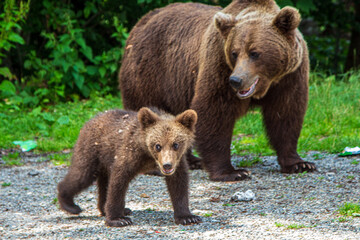 Bear family on the Transfagarasan, Romania