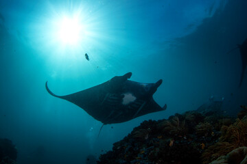 Reef manta ray is swimming above the bottom. Mobula alfredi during dive in Raja Ampat. Smaller manta slowly swimming in Indonesian ocean. Fish with long wings.  - obrazy, fototapety, plakaty