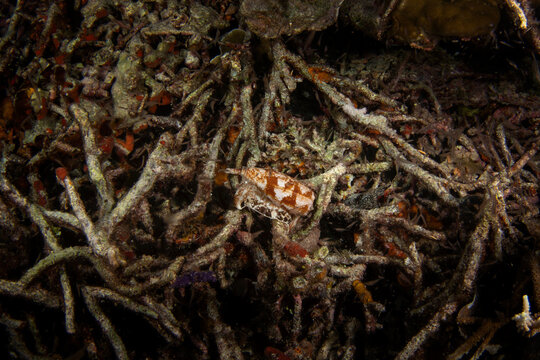 Conus geographus during dive in Raja Ampat. Geography cone on the sea bed in Indonesia. Marine life. Poisonous snail with white and brown shell.