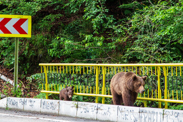 Bear in Romania