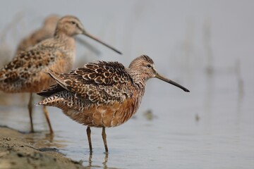 The long-billed dowitcher (Limnodromus scolopaceus) is a medium-sized shorebird with a relatively long bill belonging to the sandpiper family, Scolopacidae. This photo was taken in Japan.