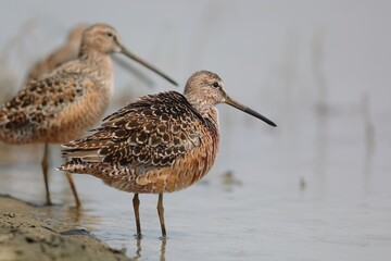The long-billed dowitcher (Limnodromus scolopaceus) is a medium-sized shorebird with a relatively long bill belonging to the sandpiper family, Scolopacidae. This photo was taken in Japan.