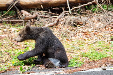 Bear in Romania