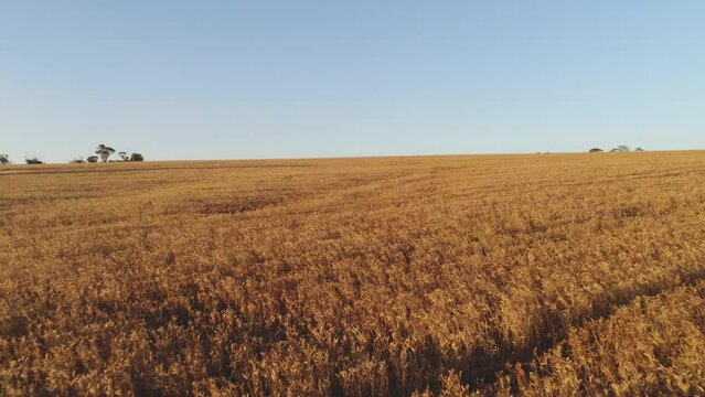 Australian rural scenes Wheatbelt. 4K farming scenes wheat