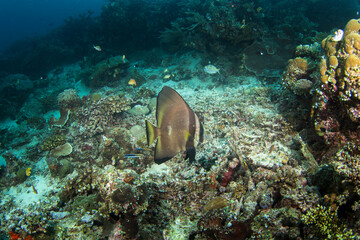 Platax teira on the bottom. Longfin batfish during dive in Raja Ampat. Longfin spadefish is...