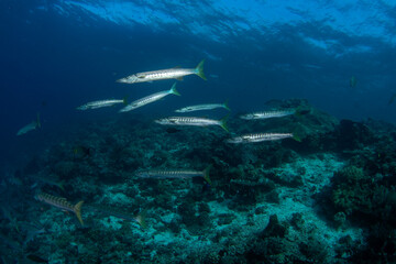 Pickhandle barracuda are swimming in the shoal. Barracudas near the sea bed in Raja Ampat. Indonesia marine paradise. 