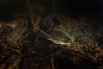 European eel is laying on the bottom. Eel during night dive in the lake. European water. 