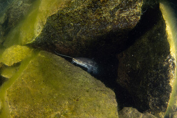 Wels catfish is laying on the bottom. Wels during night dive in the lake. European water. 