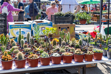 R20.04.2023 Novi Sad, Serbia. ow of pots with cacti on table at flower fair. Flower spring festival