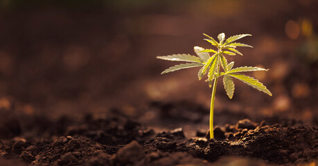 Baby bush marijuana cannabis on blurred background at sunset, banner