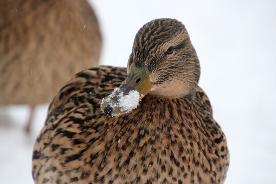 Brown duck wisely, questioningly and surprised looks at the camera